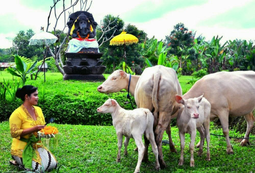 Authentic Experience in Taro Village Bali: Tradisi, spiritualitas, dan keindahan alam berpadu, menawarkan keunikan warisan budaya dan kehidupan masyarakat pedesaan